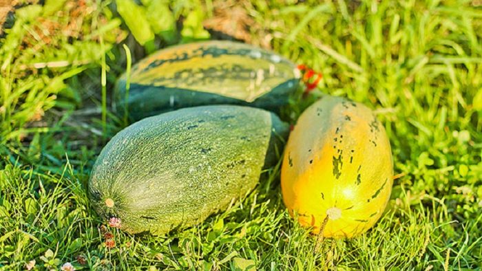 Сорт Грибовски