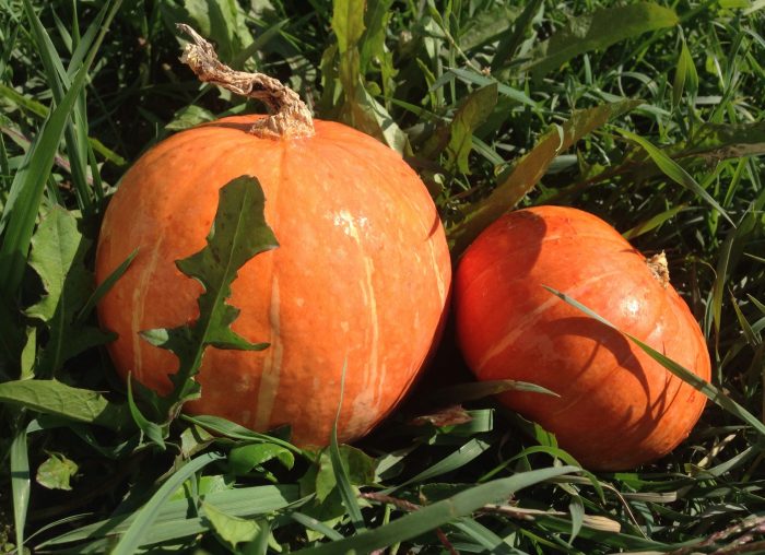 Тиква усмивка