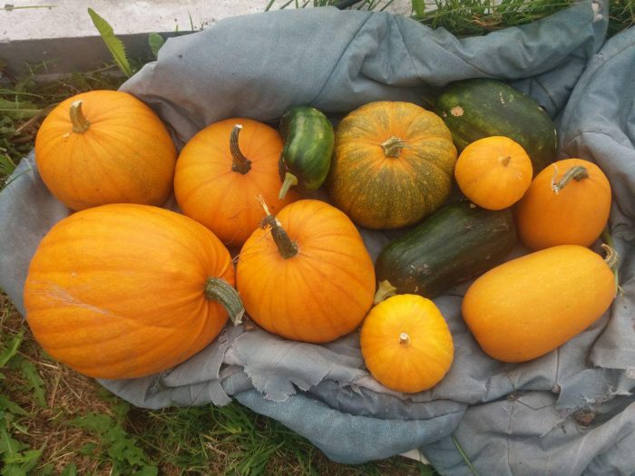 Реколта от тикви