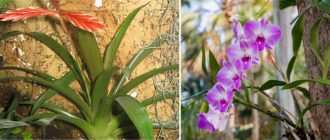 Епифити в природата и у дома