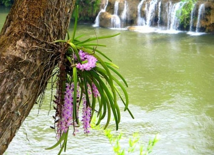 Епифит на дърво