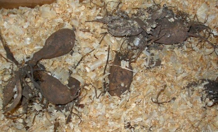 Съхранение на далии