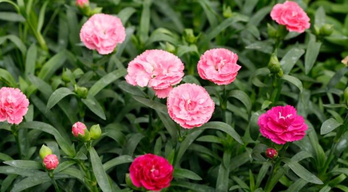 Шабо карамфил