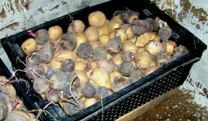 Как да съхраняваме картофи Съхранение на картофи с цвекло
