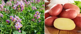 Картофи Алвара