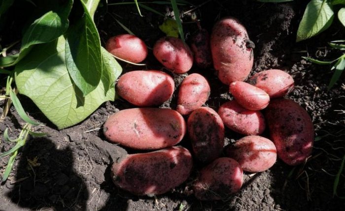 Реколта от картофи