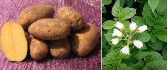 Цветя и грудки от сорта Jewel