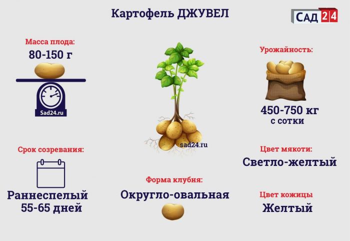 Описание на сорта Jewel