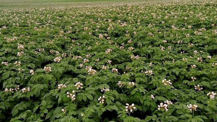 Храсти за бижута