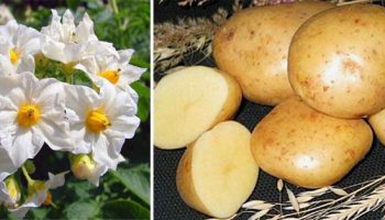 Цветя и грудки от сорта Гала