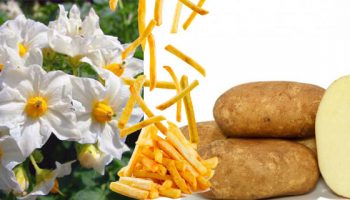 Грудки от сорта „Иноватор“