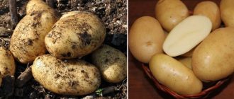 Сорт картофи Крепиш