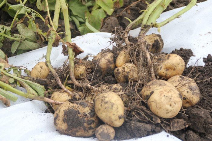 Силен мъж на храст