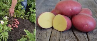 Цветя и грудки от сорта Лабела