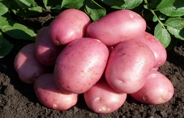 Грудки от Лабела