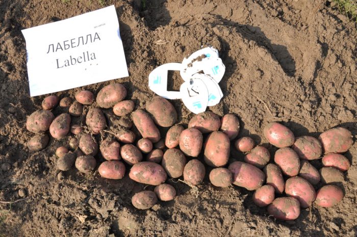 Реколта от картофи