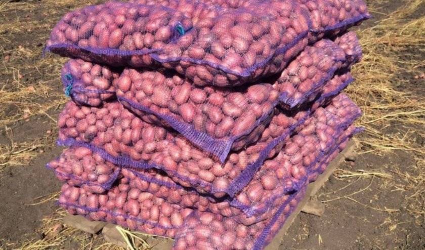 Събраната реколта