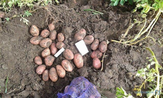 Събиране на картофи