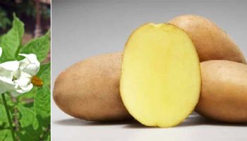 Цветя и грудки на картофена моли