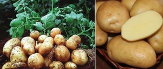 сорт Никулински