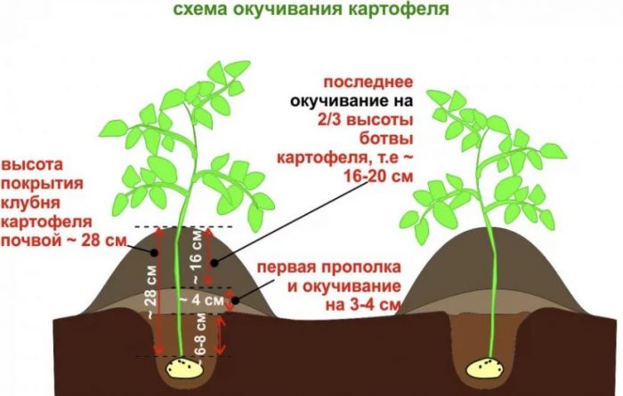 Схема за окопяване на картофи