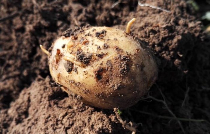 Нашествие от телени червеи