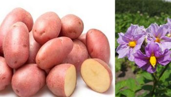 Грудки и цветове от сорта Розалинд