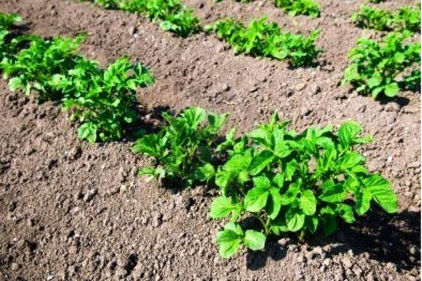 Картофени лехи Картофи в градината