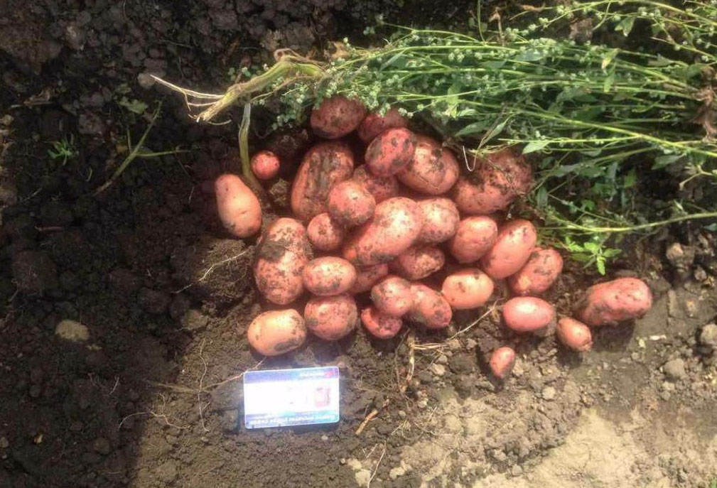 Сорт Розалинд