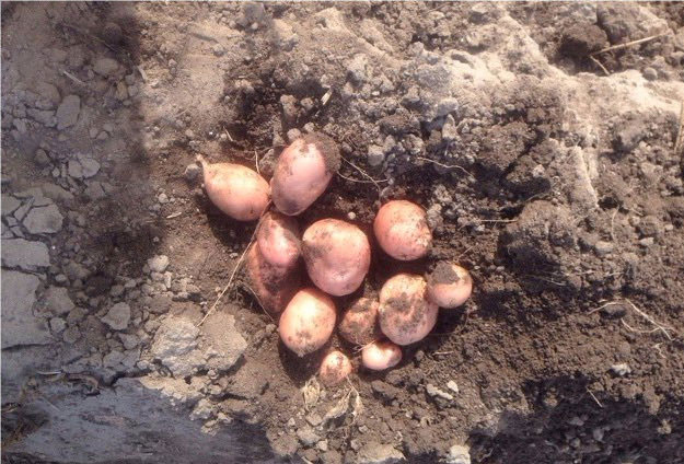 Клубени на земята