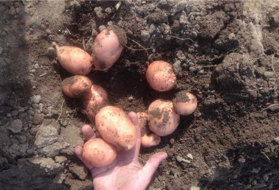 Най-добрите грудки