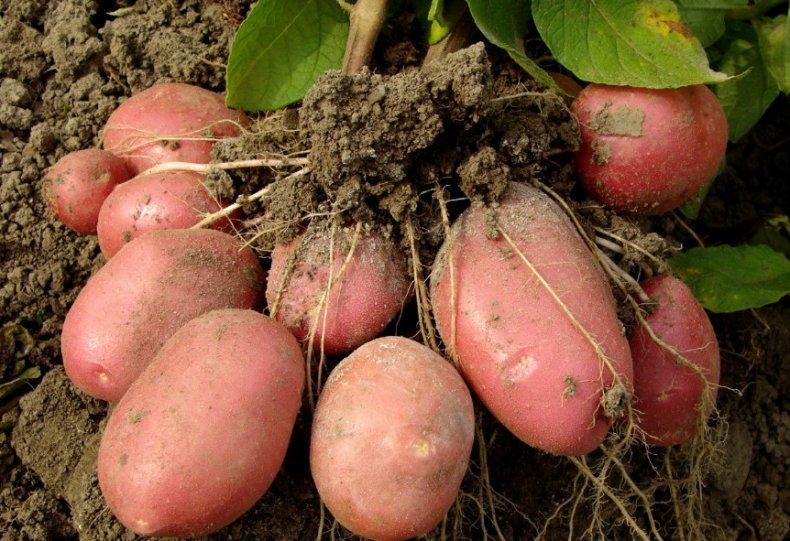 Розалинд на храста