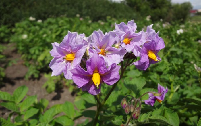 Картофени храсти Розалинд Цъфтящ картоф