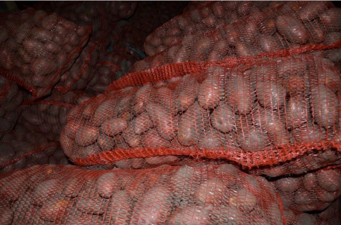 Добра голяма реколта Картофи в мрежа