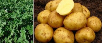 Грудки и храсти от сорта Вега