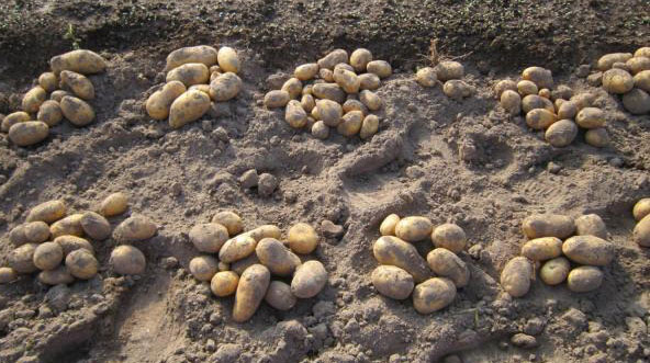 Реколта от всеки храст