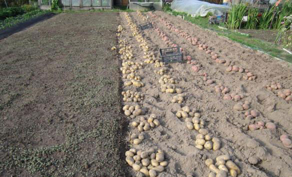 Пълна реколта от сорта Вега