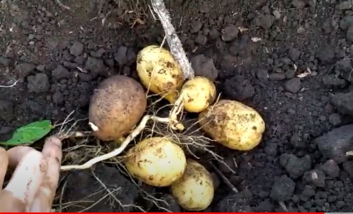 Изкопаване на храст