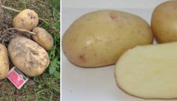 Гигант в напречно сечение и върху храст