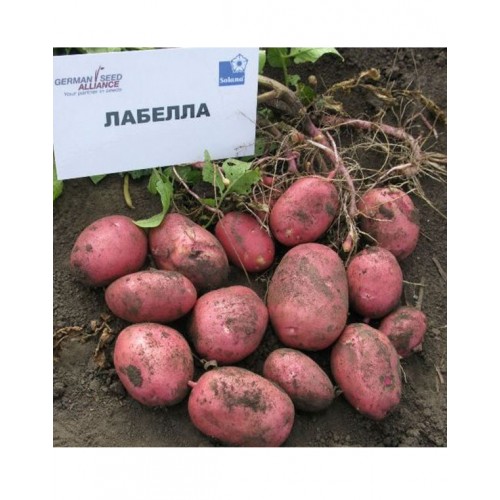 Семенен материал