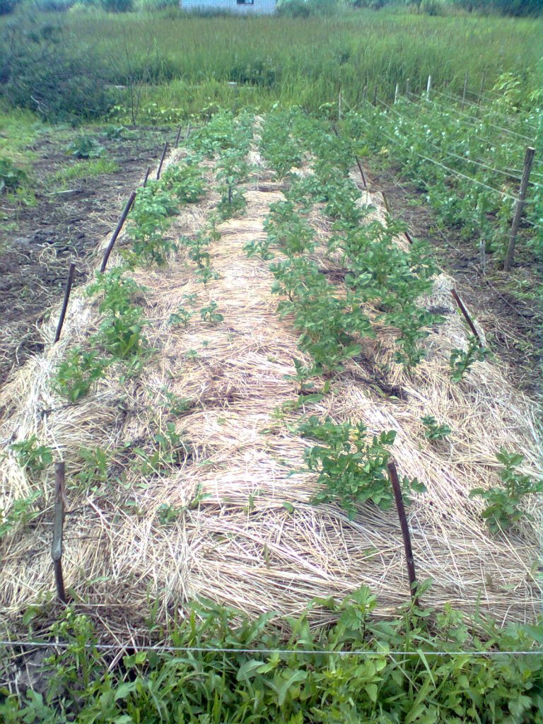 Картофени върхове