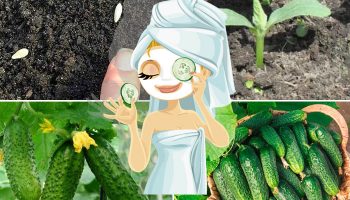 Засяване на краставици