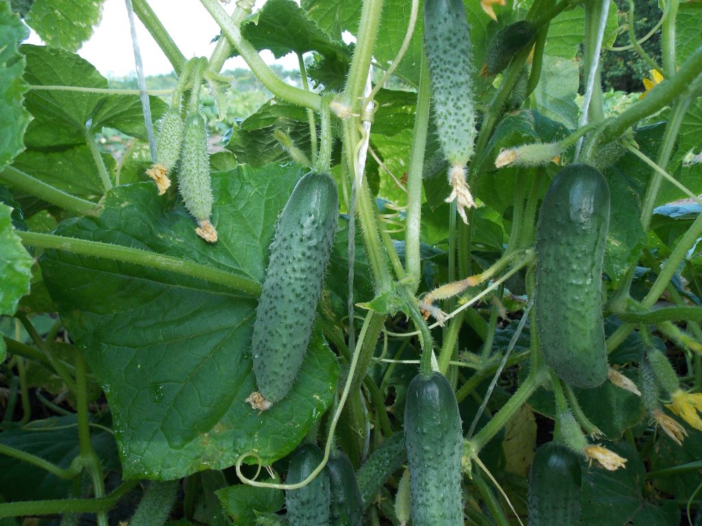 Буш краставица