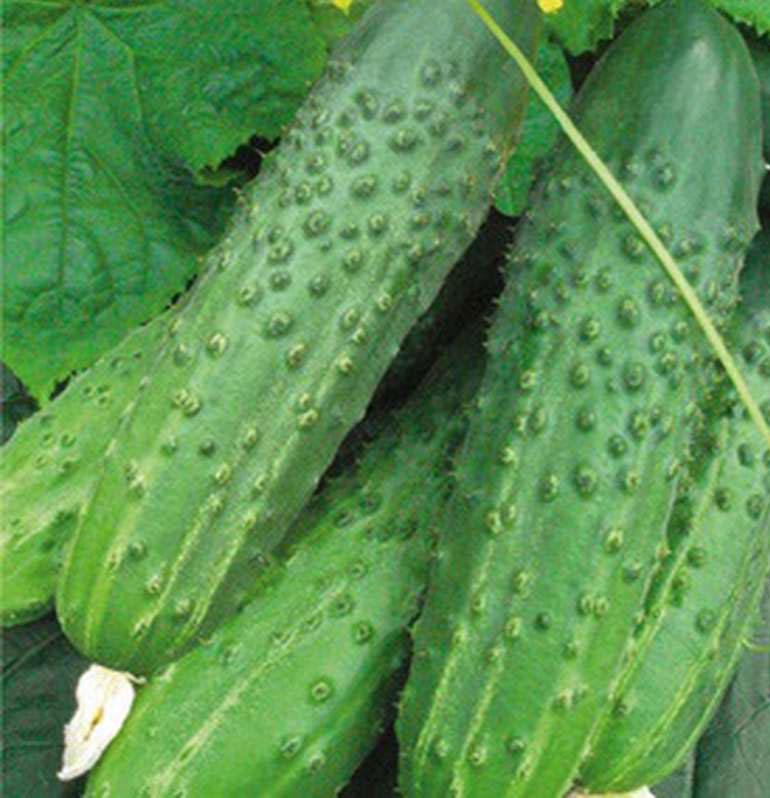 Сорт краставица Майски F1