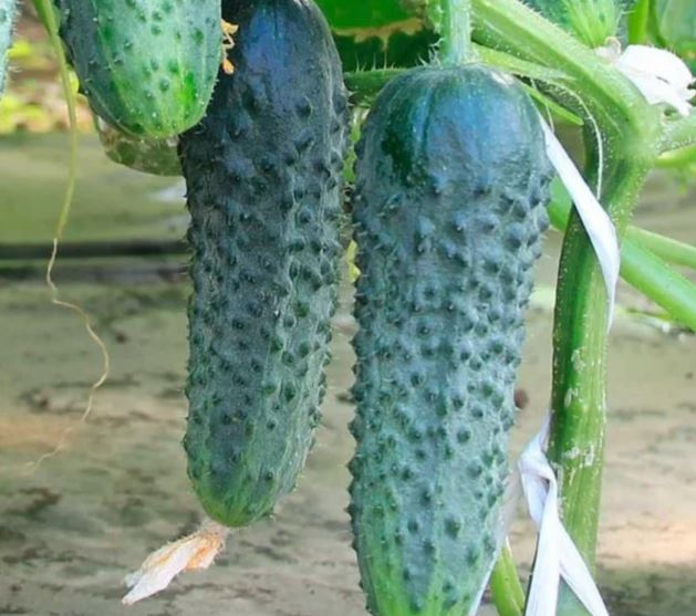 Краставица Сфинкс