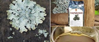 Лихен от пармелия и неговата отвара