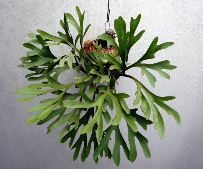 Платицериум