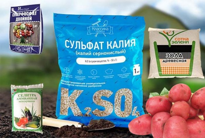 Торене на картофи през пролетта