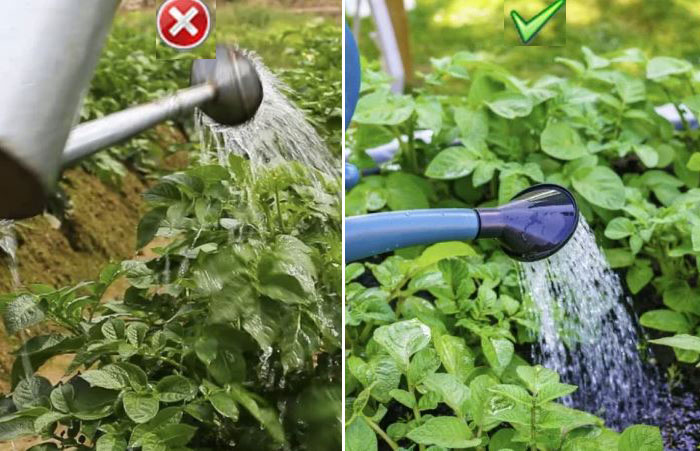 Правилно поливане Правила за поливане