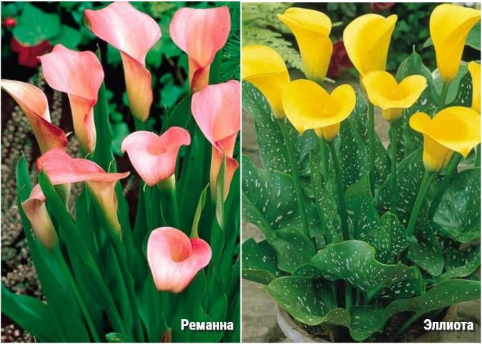 Видове кали